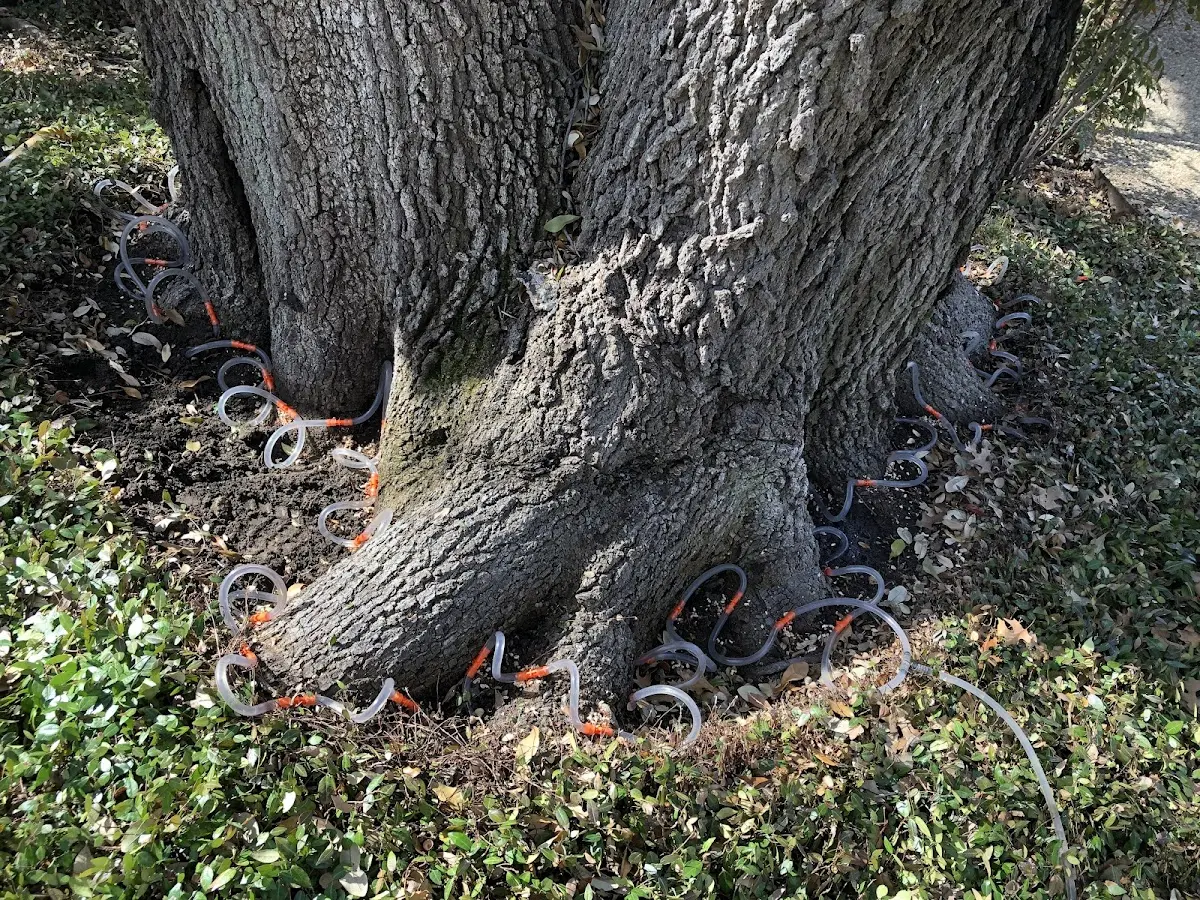 Detailed Tree Cabling and Bracing job site in Indianapolis